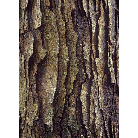 White Oak Bark  Black Modern Wood Framed Art Print with Double Matting by Fitzharris, Tim