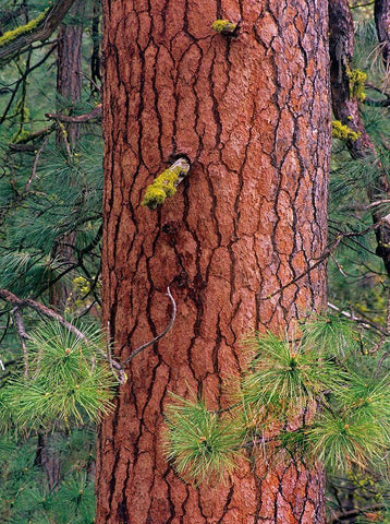 Ponderosa Pien Trunk White Modern Wood Framed Art Print with Double Matting by Fitzharris, Tim