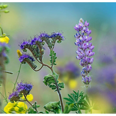 Blue Phacelia and Desert Lupine White Modern Wood Framed Art Print by Fitzharris, Tim