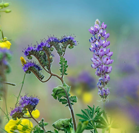 Blue Phacelia and Desert Lupine White Modern Wood Framed Art Print with Double Matting by Fitzharris, Tim