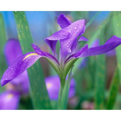 Blue Flag Iris White Modern Wood Framed Art Print by Fitzharris, Tim