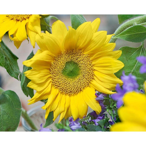 Sunflowers White Modern Wood Framed Art Print by Fitzharris, Tim