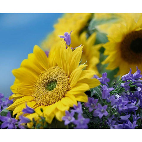 Sunflowers and Campanula Gold Ornate Wood Framed Art Print with Double Matting by Fitzharris, Tim