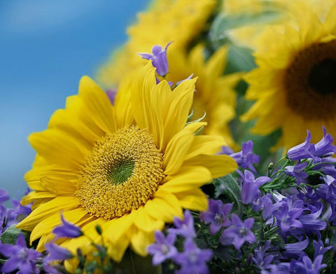 Sunflowers and Campanula White Modern Wood Framed Art Print with Double Matting by Fitzharris, Tim