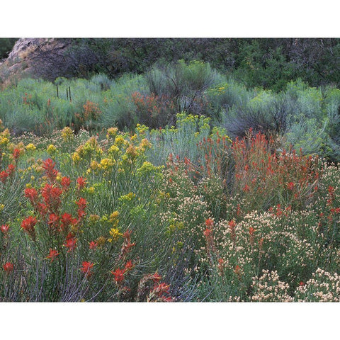 Indian Paintbrushes and Chamisas White Modern Wood Framed Art Print by Fitzharris, Tim