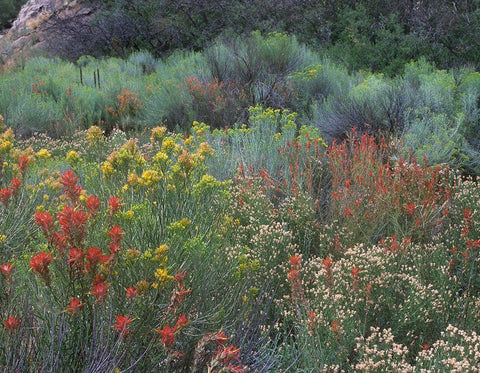 Indian Paintbrushes and Chamisas Black Ornate Wood Framed Art Print with Double Matting by Fitzharris, Tim