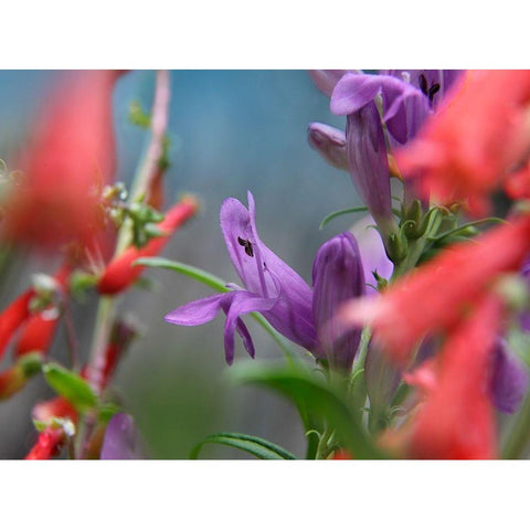 Rocky Mountain and Firecracker Penstemons Black Modern Wood Framed Art Print with Double Matting by Fitzharris, Tim