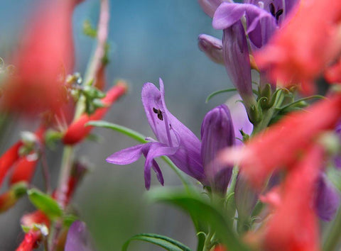 Rocky Mountain and Firecracker Penstemons White Modern Wood Framed Art Print with Double Matting by Fitzharris, Tim