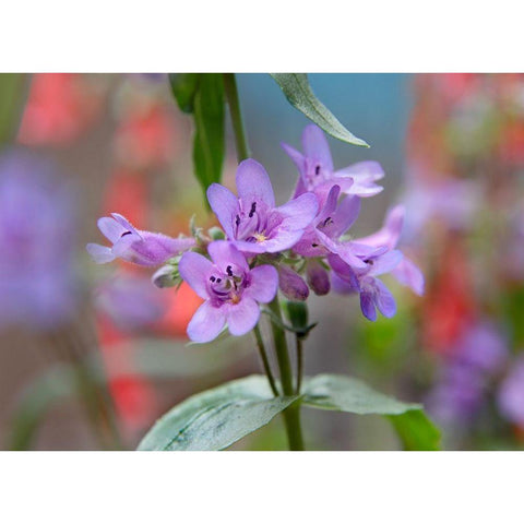 Blue Mist Penstemon Black Modern Wood Framed Art Print with Double Matting by Fitzharris, Tim