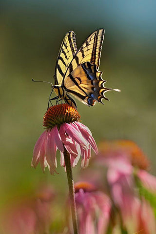 Two Tailed Swallowtail Butterfly on Purple Coneflower Black Ornate Wood Framed Art Print with Double Matting by Fitzharris, Tim