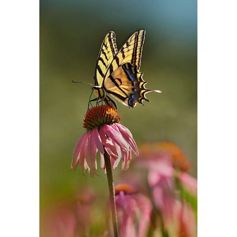 Two Tailed Swallowtail Butterfly on Purple Coneflower White Modern Wood Framed Art Print by Fitzharris, Tim