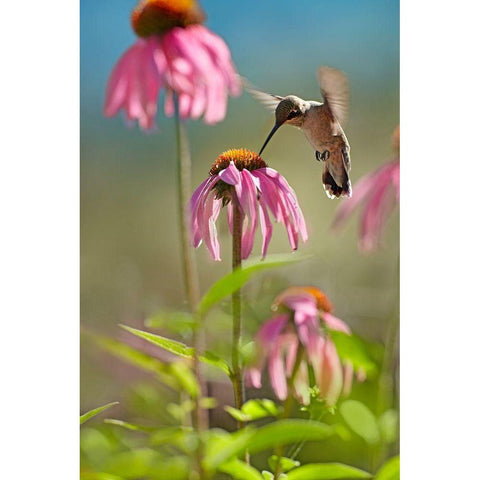 Black Chinned Hummingbird Black Modern Wood Framed Art Print with Double Matting by Fitzharris, Tim