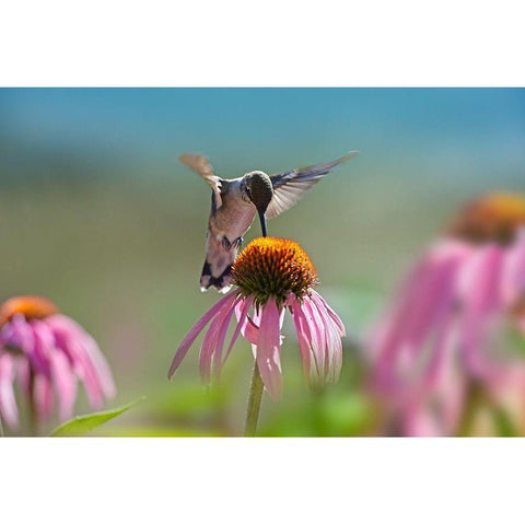 Black Chinned Hummingbird on Purple Coneflower Gold Ornate Wood Framed Art Print with Double Matting by Fitzharris, Tim