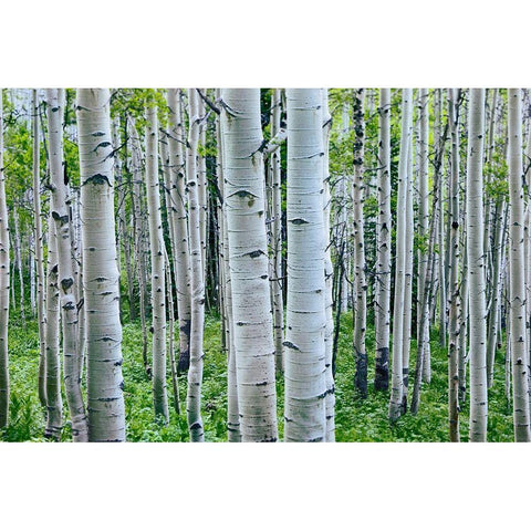 Aspen Trunks Black Modern Wood Framed Art Print with Double Matting by Fitzharris, Tim