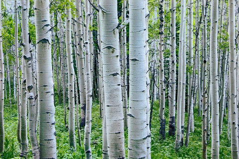 Aspen Trunks White Modern Wood Framed Art Print with Double Matting by Fitzharris, Tim