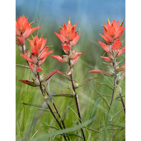 Indian Paintbrushes Black Modern Wood Framed Art Print with Double Matting by Fitzharris, Tim