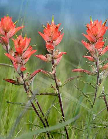 Indian Paintbrushes Black Ornate Wood Framed Art Print with Double Matting by Fitzharris, Tim