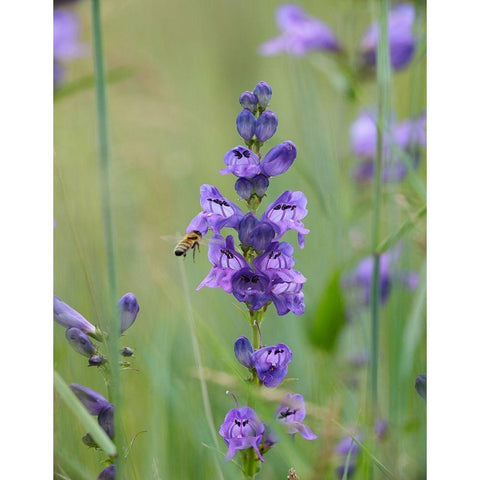 Rocky Mountain Penstemon Gold Ornate Wood Framed Art Print with Double Matting by Fitzharris, Tim