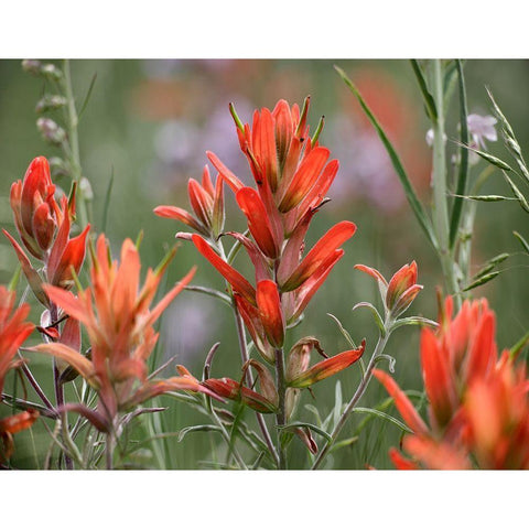 Indian Paintbrushes Gold Ornate Wood Framed Art Print with Double Matting by Fitzharris, Tim