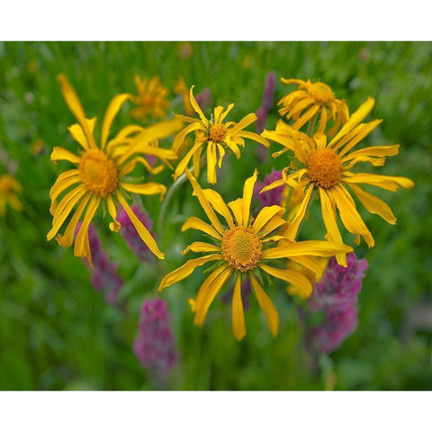 Orange Sneezeweeds Gold Ornate Wood Framed Art Print with Double Matting by Fitzharris, Tim