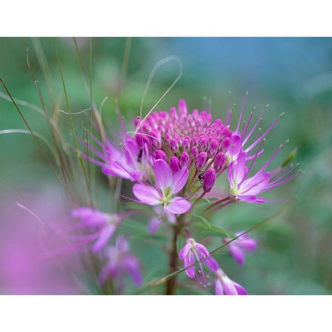 Rocky Mountain in Beeplant Flower with Ant Gold Ornate Wood Framed Art Print with Double Matting by Fitzharris, Tim