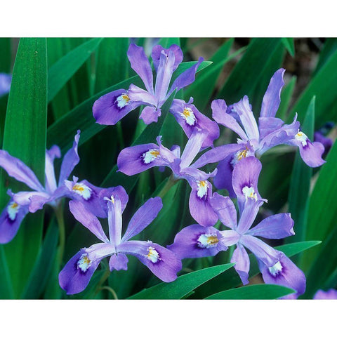 Crested Dwarf Iris Gold Ornate Wood Framed Art Print with Double Matting by Fitzharris, Tim