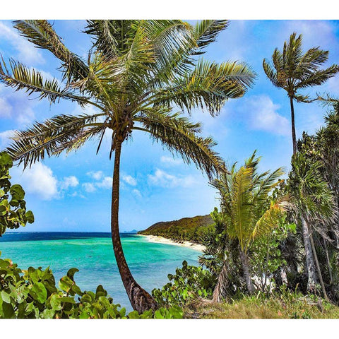 Coconut Trees and Camp Bay in Distance White Modern Wood Framed Art Print by Fitzharris, Tim