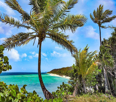 Coconut Trees and Camp Bay in Distance Black Ornate Wood Framed Art Print with Double Matting by Fitzharris, Tim