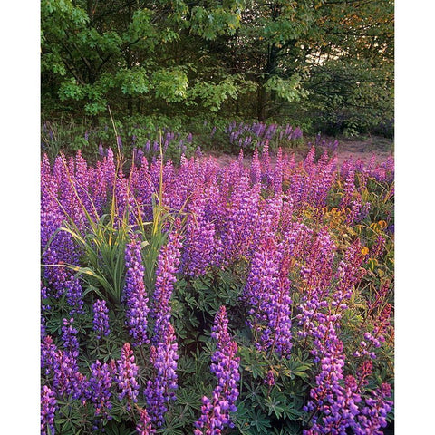 Lupines at West Beach White Modern Wood Framed Art Print by Fitzharris, Tim