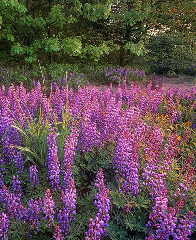 Lupines at West Beach Black Ornate Wood Framed Art Print with Double Matting by Fitzharris, Tim