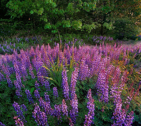 Lupines at West Beach Black Ornate Wood Framed Art Print with Double Matting by Fitzharris, Tim