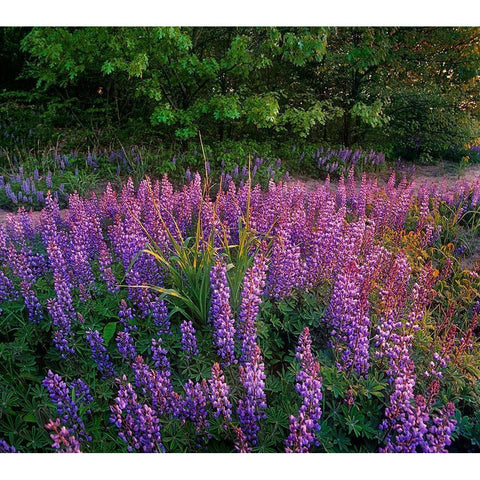 Lupines at West Beach White Modern Wood Framed Art Print by Fitzharris, Tim