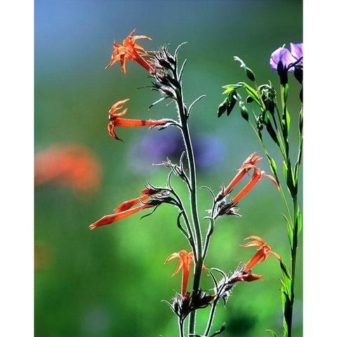 Scarlet Gilia and Blue Flax Gold Ornate Wood Framed Art Print with Double Matting by Fitzharris, Tim