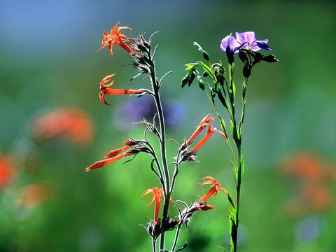 Scarlet Gilia and Blue Flax White Modern Wood Framed Art Print with Double Matting by Fitzharris, Tim