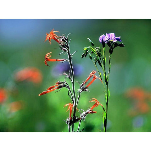 Scarlet Gilia and Blue Flax Black Modern Wood Framed Art Print with Double Matting by Fitzharris, Tim