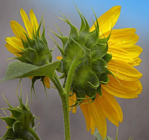 Sunflower Black Ornate Wood Framed Art Print with Double Matting by Fitzharris, Tim