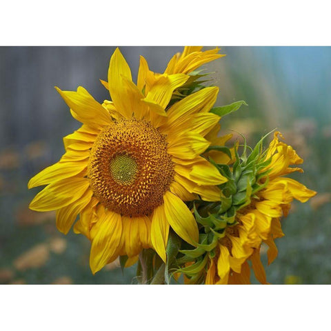 Sunflowers Black Modern Wood Framed Art Print by Fitzharris, Tim