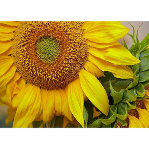 Sunflowers Black Modern Wood Framed Art Print by Fitzharris, Tim