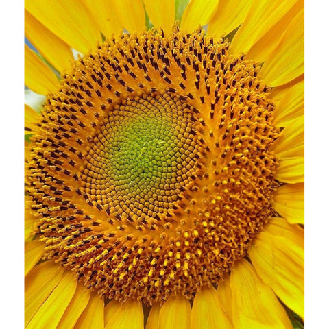 Sunflowers Black Modern Wood Framed Art Print by Fitzharris, Tim