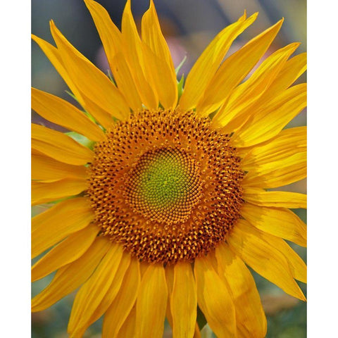 Sunflowers White Modern Wood Framed Art Print by Fitzharris, Tim