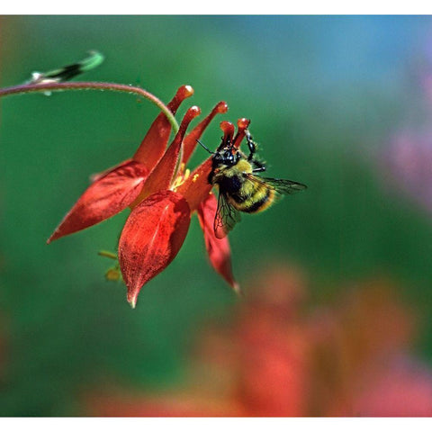 Bee on Wild Columbine Gold Ornate Wood Framed Art Print with Double Matting by Fitzharris, Tim