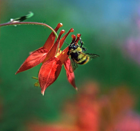 Bee on Wild Columbine Black Ornate Wood Framed Art Print with Double Matting by Fitzharris, Tim