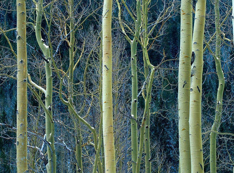 Aspen Trunks White Modern Wood Framed Art Print with Double Matting by Fitzharris, Tim