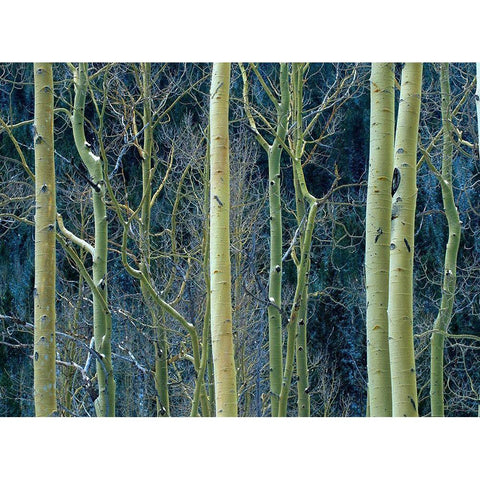 Aspen Trunks Black Modern Wood Framed Art Print with Double Matting by Fitzharris, Tim