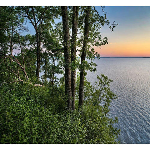 Oak Trees at Eisenhower Lake Black Modern Wood Framed Art Print with Double Matting by Fitzharris, Tim