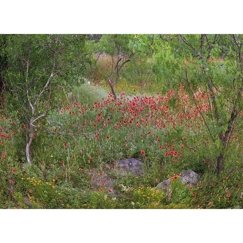 Wildflowers along White Creek Black Modern Wood Framed Art Print with Double Matting by Fitzharris, Tim