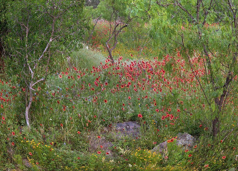 Wildflowers along White Creek Black Ornate Wood Framed Art Print with Double Matting by Fitzharris, Tim