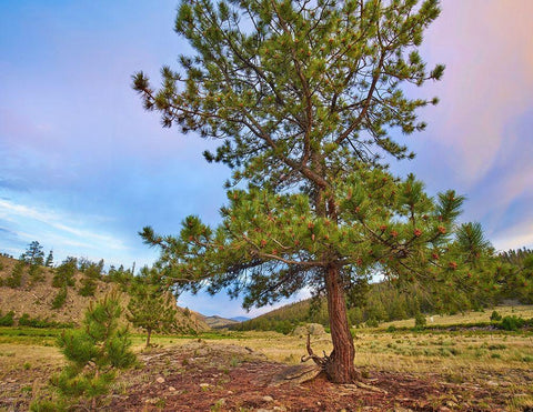 Pine Tree-Cochetopa Hills-Rio Grande National Forest White Modern Wood Framed Art Print with Double Matting by Fitzharris, Tim