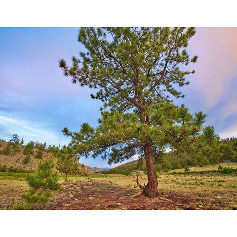 Pine Tree-Cochetopa Hills-Rio Grande National Forest Black Modern Wood Framed Art Print by Fitzharris, Tim