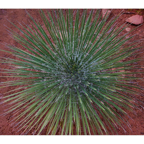 Narrow Leaf Agave  White Modern Wood Framed Art Print by Fitzharris, Tim